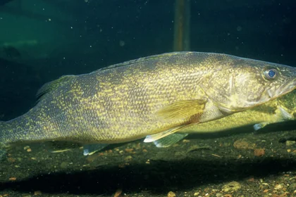 Walleye